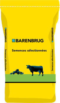 Moxie Max Sorgho Teff grass Barenbrug